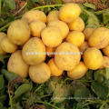 Fresh potato new crop with hight quality and best price